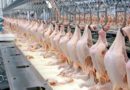 Em 2023, abate de frangos e produção de ovos de galinha atingem recordes