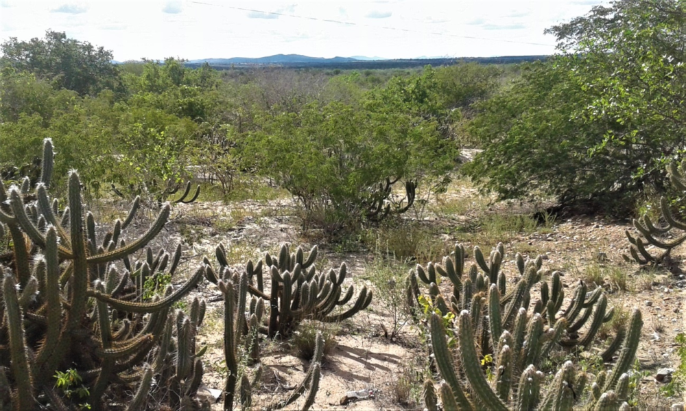 Caatinga desponta como o terceiro bioma mais preservado do País, mas ...