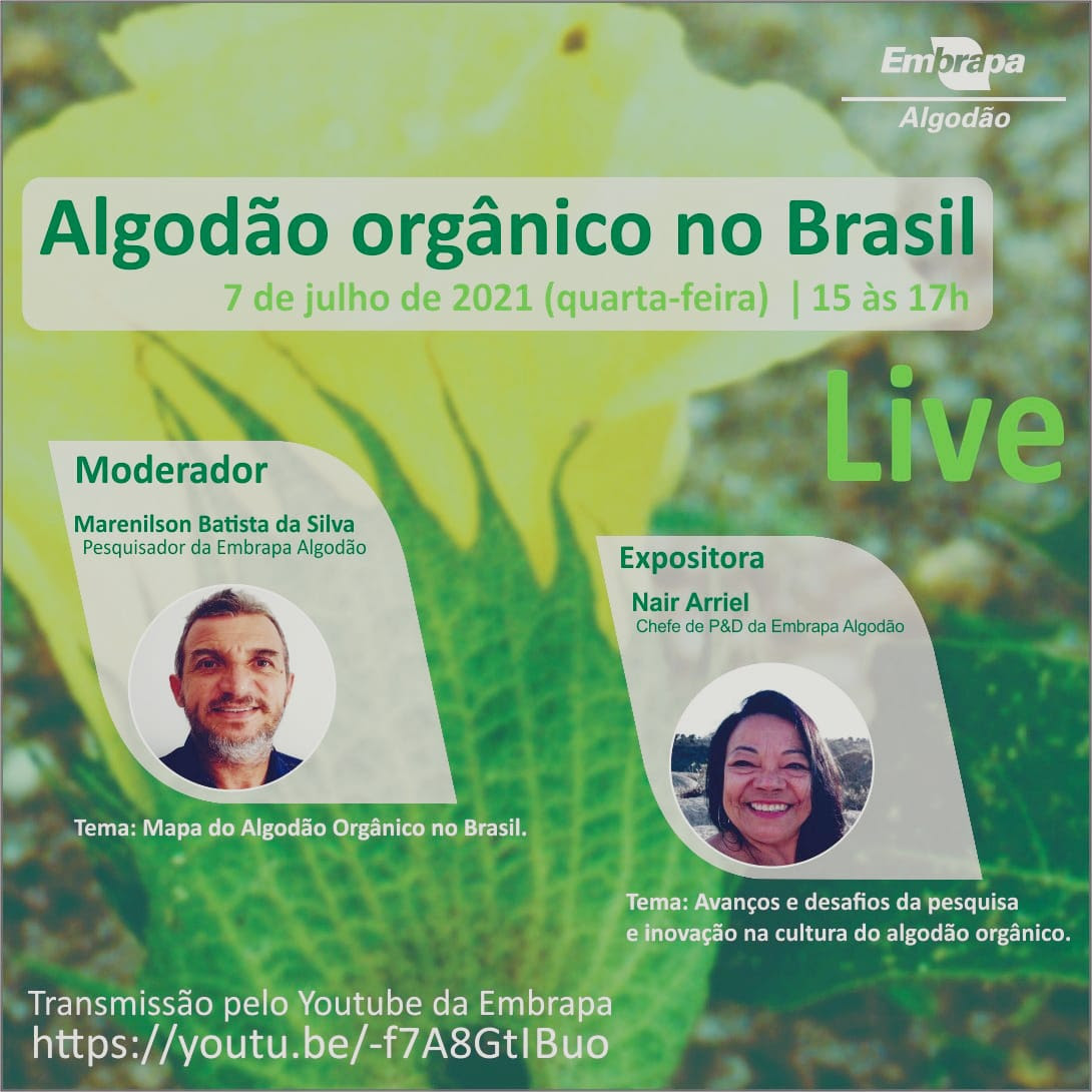 Cadeia Produtiva Do Algod O Org Nico Tem Live Com Especialistas Jornal Do Com Rcio Do Cear