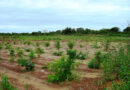 Sistemas integrados de produção aumentam matéria orgânica em solos da Caatinga