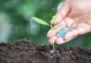 Entregas de fertilizantes  cresceram 8,3% em janeiro