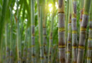 Biotecnologia amplia produtividade e rentabilidade de produtores de cana-de-açúcar