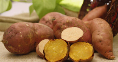 Embrapa apresenta batata-doce biofortificada e de alta produtividade