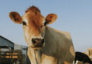 Tecnologia de biometria bovina chega ao Brasil com foco em rastreabilidade e segurança no campo