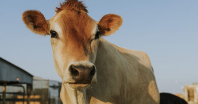 Tecnologia de biometria bovina chega ao Brasil com foco em rastreabilidade e segurança no campo