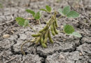 Em ano de El Niño, Embrapa apresenta 163 medidas para gestão de riscos climáticos no campo