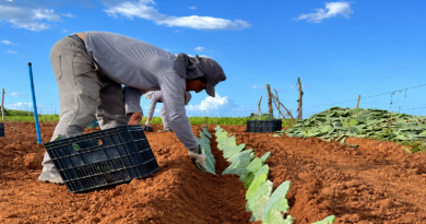 Produção de palma forrageira avança  com novos campos no Semiárido