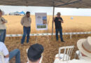 Dia de Campo apresenta cultivares e manejo do trigo irrigado no Cerrado