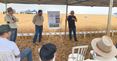 Dia de Campo apresenta cultivares e manejo do trigo irrigado no Cerrado