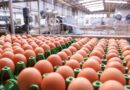 Exportações de ovos crescem 29,4% em setembro e alcançam 2,7 mil toneladas
