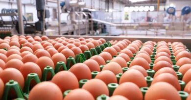 Exportações de ovos crescem 29,4% em setembro e alcançam 2,7 mil toneladas